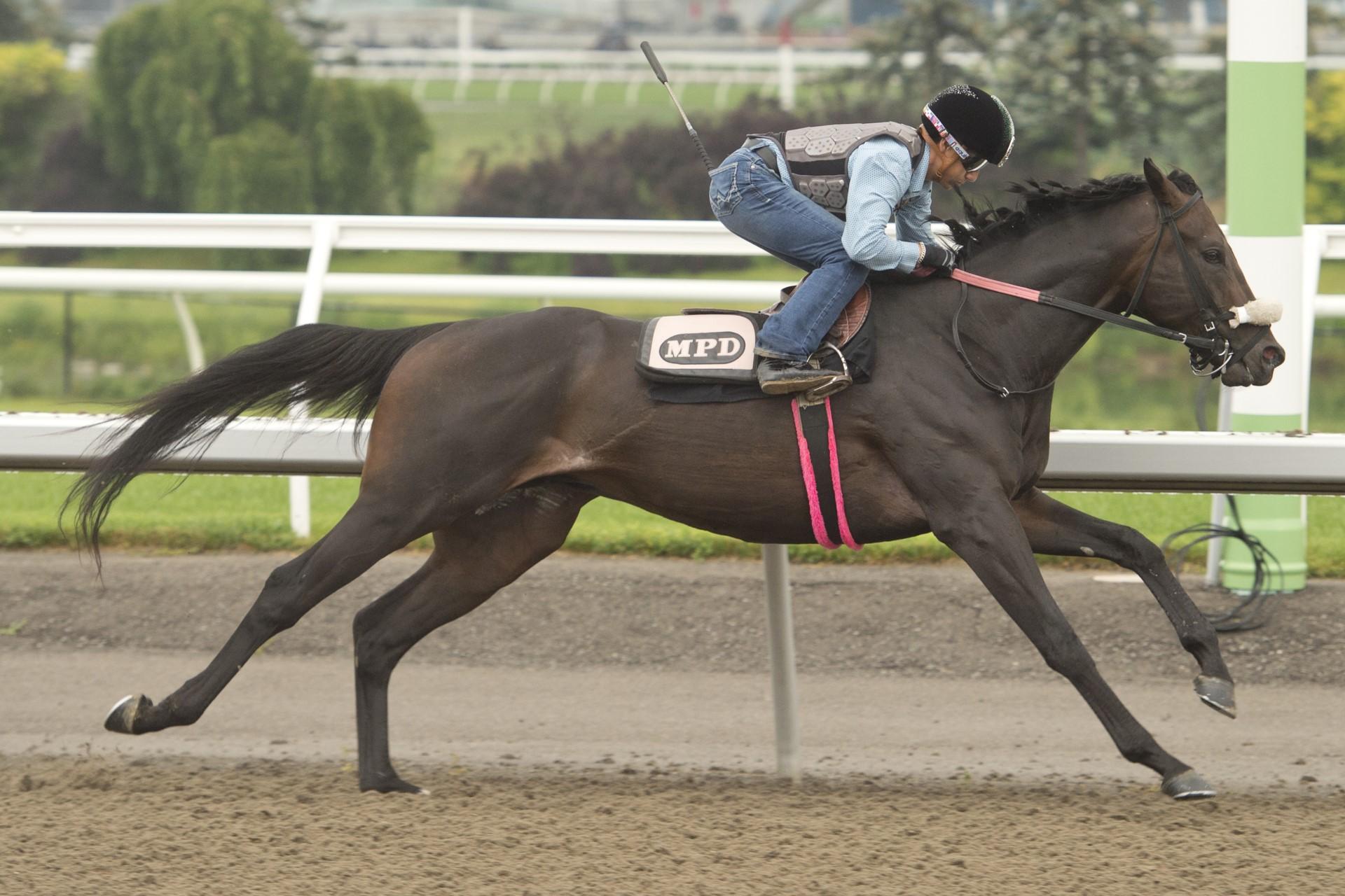 RACING Horse Card Holder