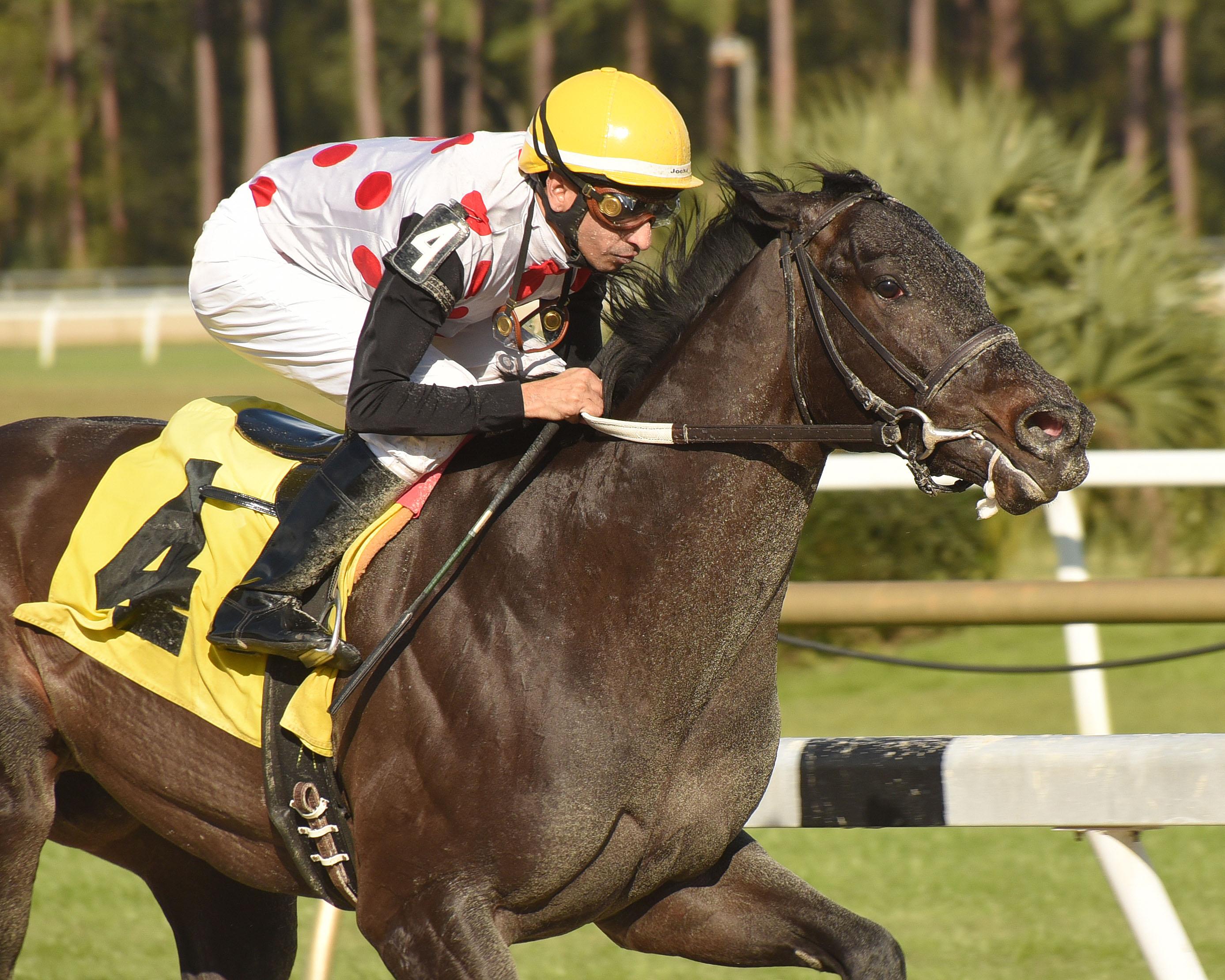 Horse Racing Winning Distances Explained Horse Racing Winning Distances Explained