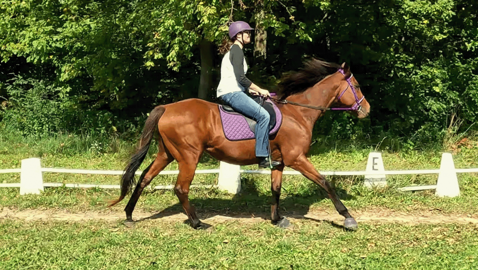Thoroughbred Aftercare Alliance, OTTB, Thoroughbred, retired racehorse, aftercare, training, M G Junior, gelding, CANTER, Michigan, retraining, ABR Thoroughbred Aftercare Alliance, OTTB, Thoroughbred, retired racehorse, aftercare, training, M G Junior, gelding, CANTER, Michigan, retraining, ABR