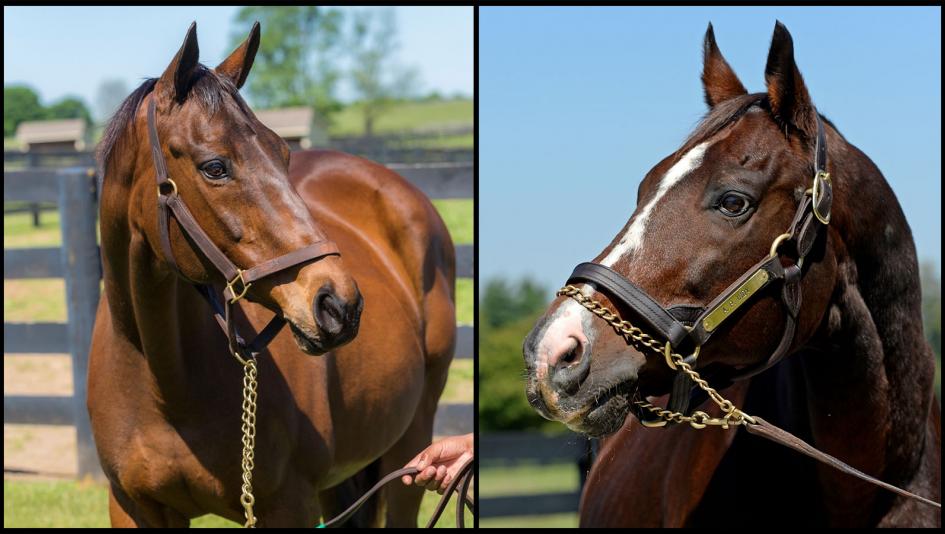 L’Amour Toujours Chevaux: Five Romantic Thoroughbred Couples for Valentine’s Day