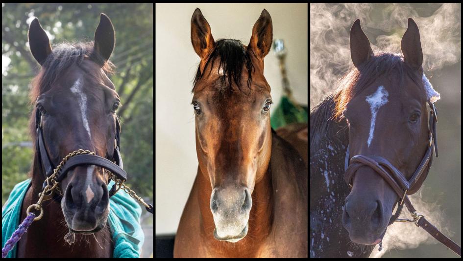 Sovereignty, Forever Young, Golden Tempo, Breeders' Cup Classic, Keeneland horse racing, America's Best Racing, ABR