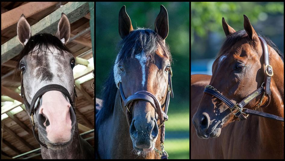 Napoleon Solo, Golden Tempo, Renegade, Travers Stakes, Saratoga Race Course, Breeders' Cup Classic, horse racing, America's Best Racing, ABR