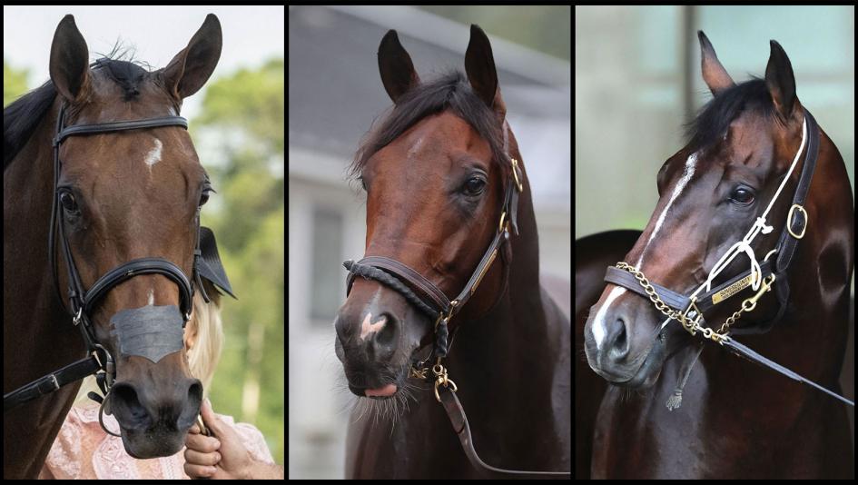 Nitrogen, Magnitude, Sovereignty, Whitney Stakes, Saratoga Race Course, Breeders' Cup Classic, horse racing, America's Best Racing, ABR