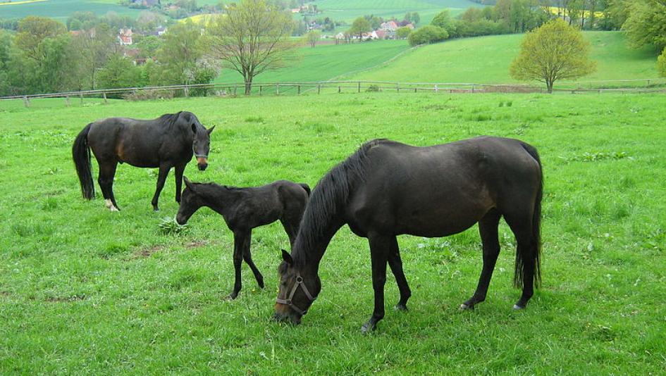 Foal cropsamerican meadow Foal cropsamerican meadow