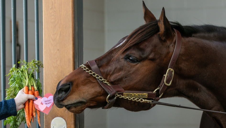 Visit Horse Country, Cody's Wish, carrots, carrot gram, carrot, horse, charity, racehorse, broodmare, Stable Recovery, nonprofit, Hallie Hardy, farms, stallion, horse racing, ABR