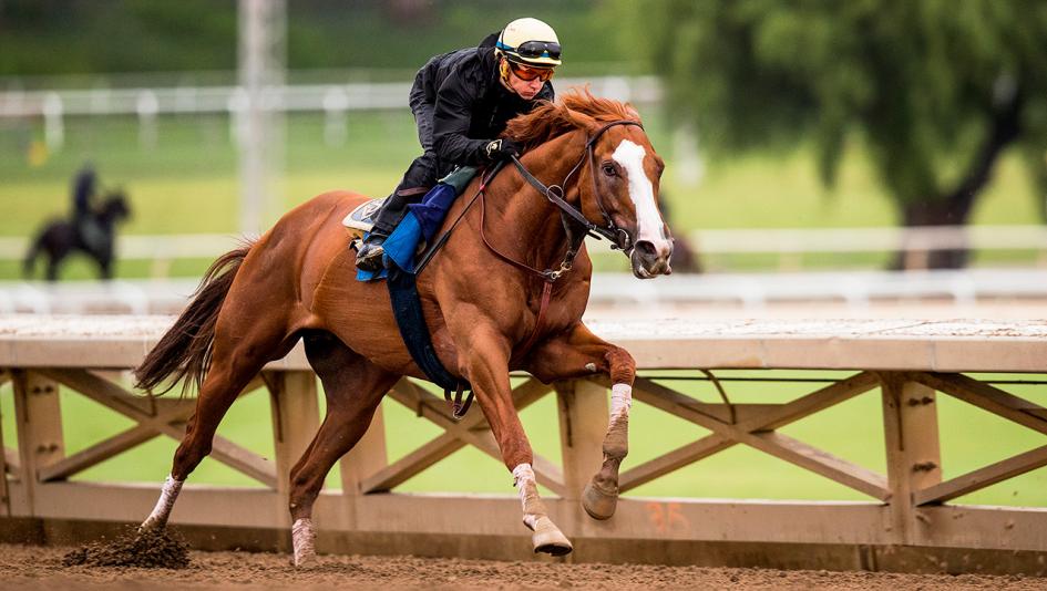 Catalina Cruiser is gearing up for a start in the Breeders' Cup Dirt Mile on Nov. 3.