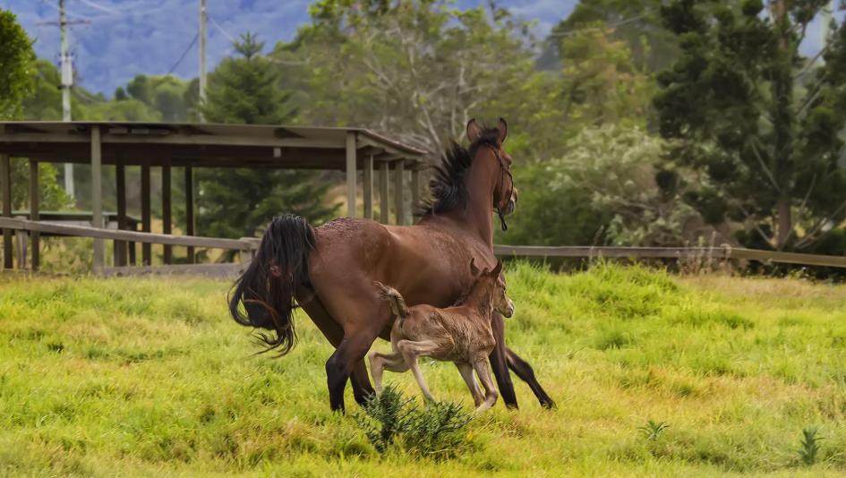 Cute Foals of the Week for March 24  America's Best Racing