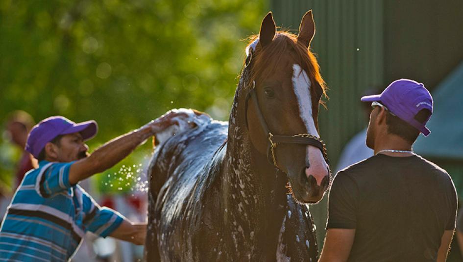 slideshow chrome settles in at pimlico america s best racing