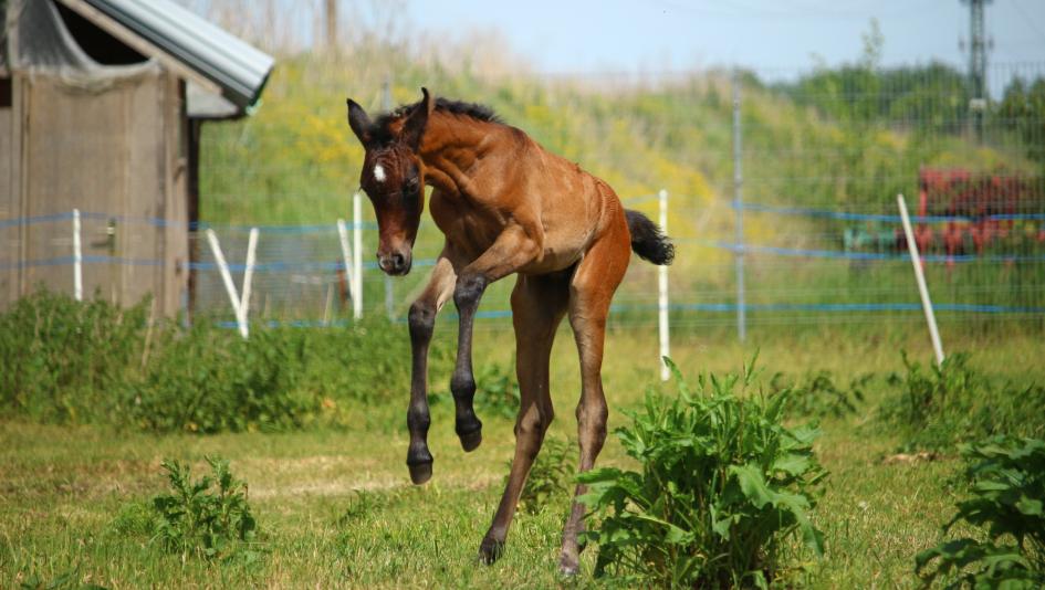 cute foals of the week returns first babies of 2018 america s