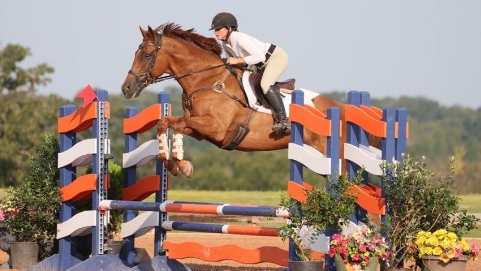 Salesman, OTTB, ex-racehorse, retired racehorse, Thoroughbred Makeover, Kristina, trainer, Audra Mandella, Richard Mandella, training, aftercare, competition, owner, Reciprocity Thoroughbreds, ABR