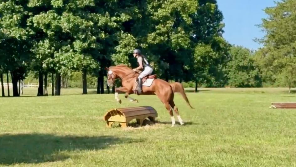 Thoroughbred Makeover Diary: Answer for Gray Magician, Learning