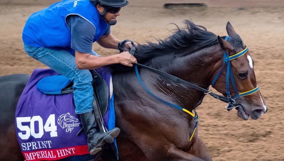Last year's Breeders' Cup Sprint runner-up Imperial Hint enters this year's Sprint on a three-race winning streak.