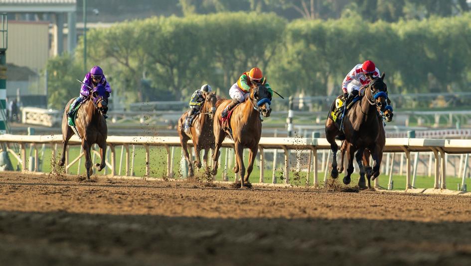 Cavalieri, 2025 La Canada Stakes, Santa Anita Park. Bob Ehalt, Beholder Mile Stakes, America's Best Racing, horse racing, ABR Cavalieri, 2025 La Canada Stakes, Santa Anita Park. Bob Ehalt, Beholder Mile Stakes, America's Best Racing, horse racing, ABR