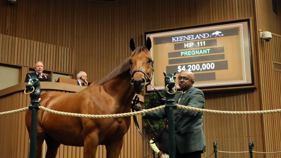 Lady Eli began the next chapter in her life last week, selling in foal to War Front for $4.2 million.