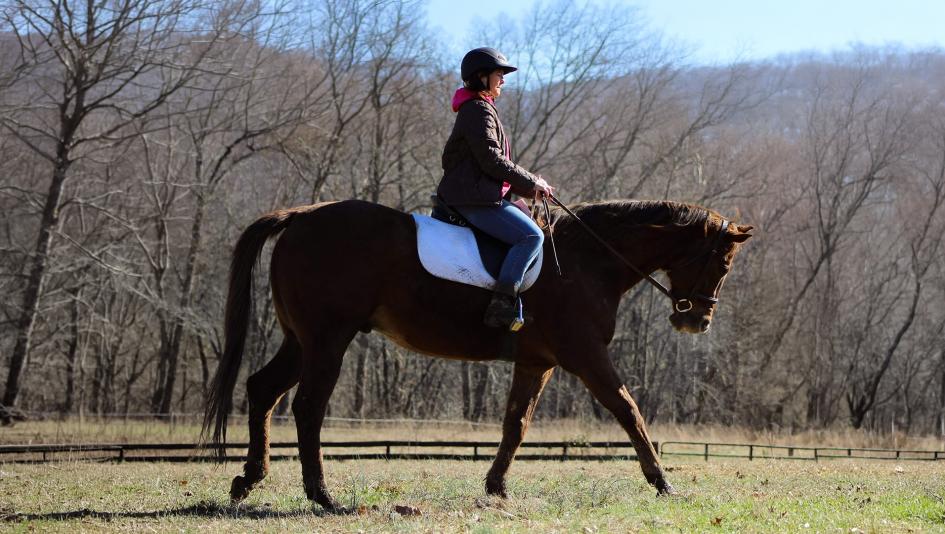 Adoption, Luck With a Kiss, OTTB, off-the-track, Thoroughbred, Lucky, Tonya Chaney, aftercare, Heart of Phoenix, Equine, Rescue, racehorse, trail riding, Aftercare Alliance, retirement, volunteer, ABR