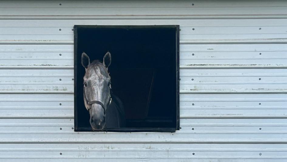 Dana Fletcher, Thoroughbred Aftercare Alliance, horse racing, America's Best Racing, ABR