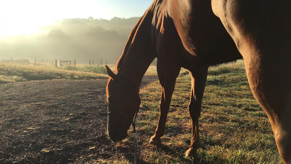 Shanghaied grazes at Shadow Creek Farm en route to Kentucky.