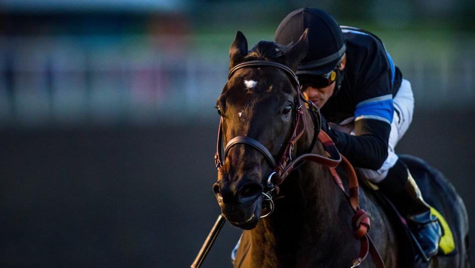 Shared Belief: The Memories of a Gallant Champion Racehorse Live On