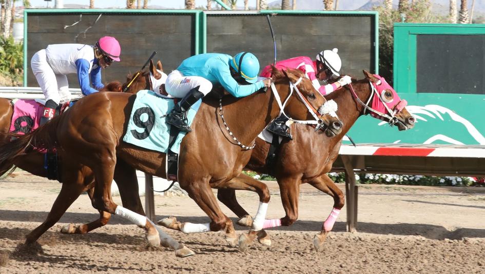 Sharp Warning, Turf Paradise, Arapahoe Park, Kayla Warren, America's Best Racing, horse racing, ABR