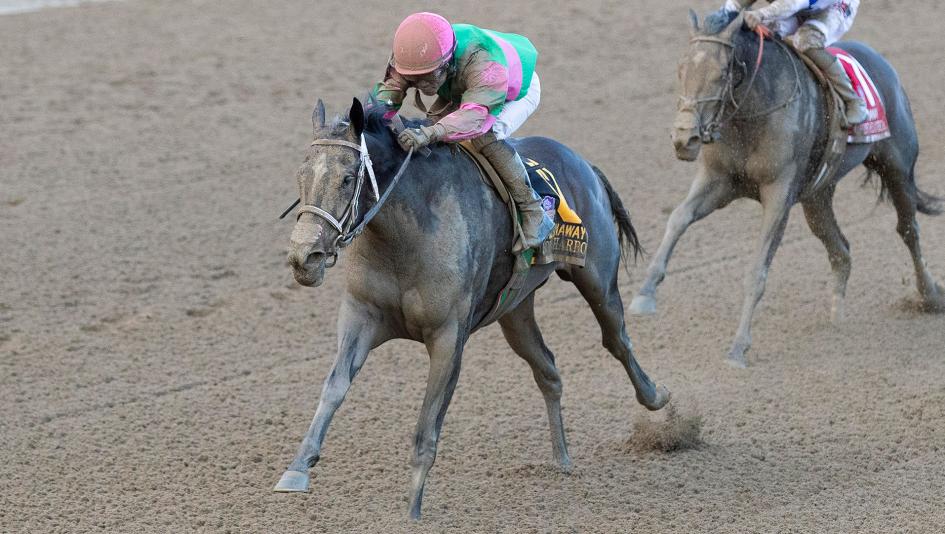 If you ask trainer Gary Contessa, the Nov. 2 Breeders' Cup Juvenile Fillies seems to be destiny for Spinaway winner Sippican Harbor.