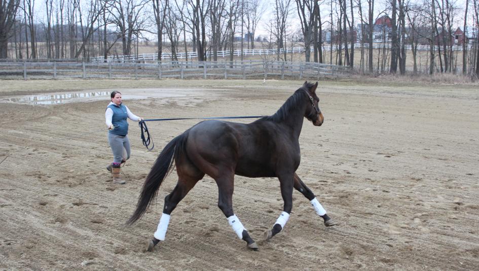 Jessica Sheidy is working through some challenges with her OTTB Wex.