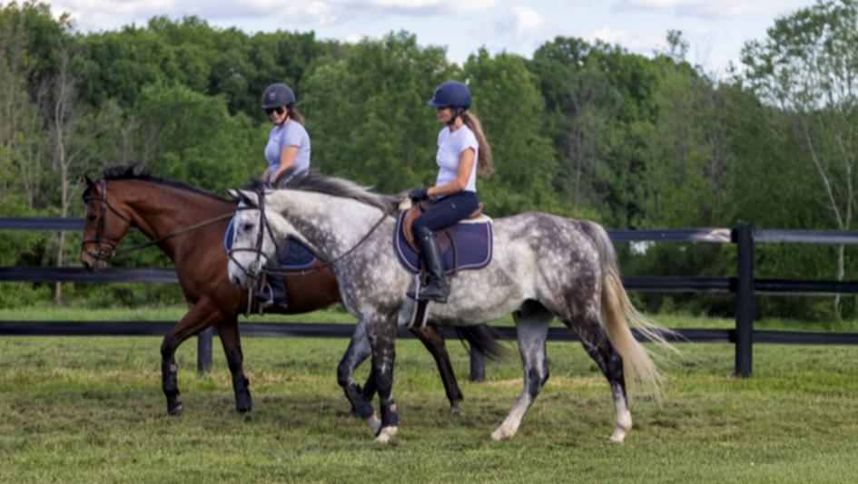 Whats in It for Me, gelding, aftercare, OTTB, William Grey, Anna Hollander, gentle giant, ex-racehorse, retired racehorse, Therapeutic Horses of Saratoga, injury, emotional, ABR
