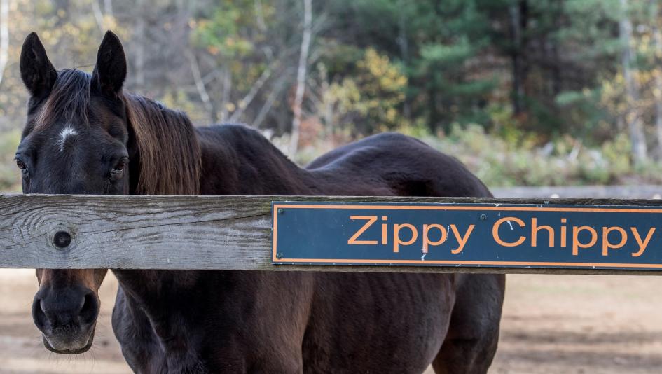 Zippy Chippy, Old Friends, horse racing, America's Best Racing, ABR