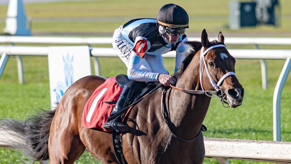 Built, Wayne Catalano, 2025 road to the Kentucky Derby. Gun Runner Stakes