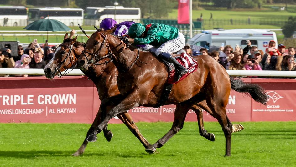 Daryz, Arc de Triomphe, France, Longchamp, international, Breeders’ Cup, turf, Minnie Hawk, Mikael Barzalona, Francis-Henri Graffard, Aga Khan, Diamond Necklace, Maranoa Charlie, Asfoora, Barnavara, Puerto Rico, Coolmore, Aidan O’Brien, ABR