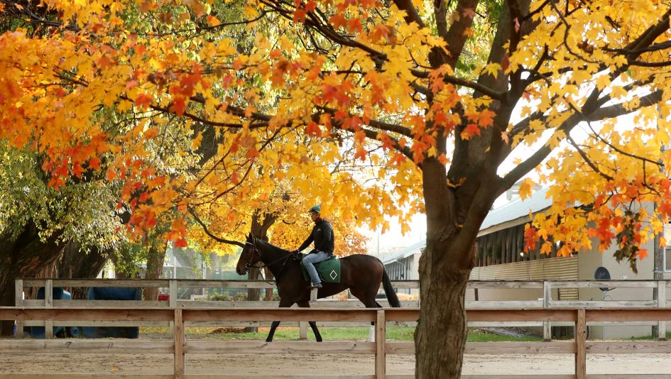 TV, television, radio, Churchill Downs, Del Mar, Gulfstream Park, Aqueduct, Tampa Bay Downs, Laurel Park, Japan Cup, ABR, social media, FanDuel TV, FOX, America’s Day at the Races, HRRN, RTN, Byk, horse racing, Thanksgiving