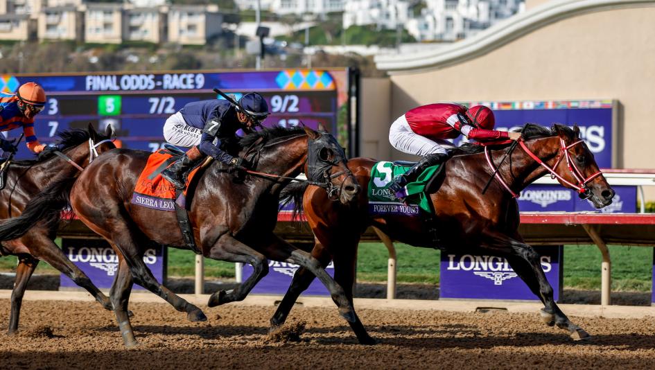 Breeders’ Cup Classic, Del Mar, Forever Young, Fierceness, Sierra Leone, Fujita Susumu, Ryusei Sakai, Yoshito Yahagi, Chad Brown, trainer, jockey, Todd Pletcher, Sovereignty, Eclipse Award, Journalism, Mindframe, horse racing, ABR