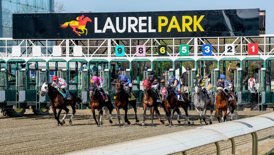 Laurel Park, Preakness, preview, racecard, Maryland, Federico Tesio, stakes, Henry Clark, Black-Eyed Susan, Weber City Miss, King Leatherbury, Dahlia, Taj Mahal, Cruise the Nile, Graham Motion, Doncho, Jumping the Gun, betting, horse racing, ABR