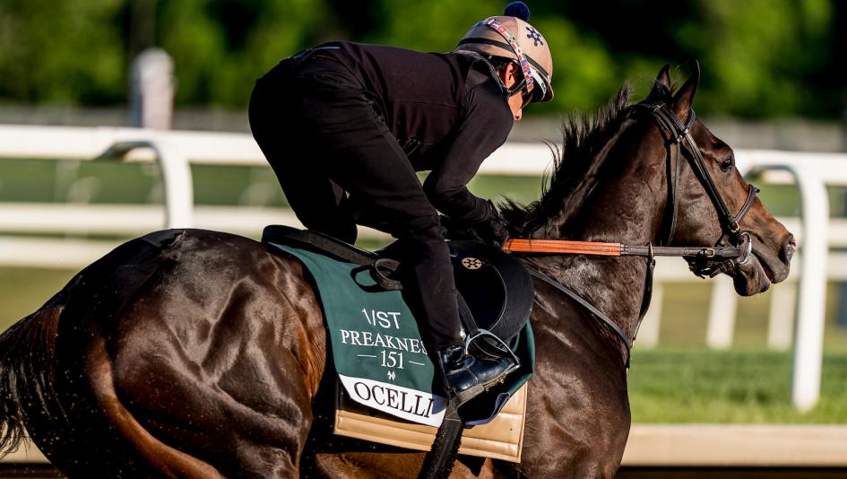 Ocelli Primed to Earn First Career Win in Preakness Stakes