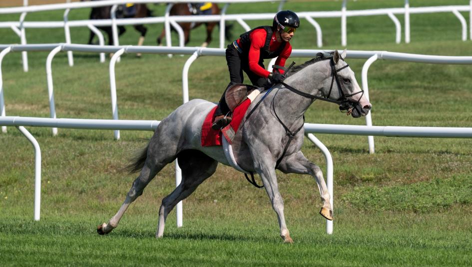 Sandman, turf, Griffin Johnson, Kentucky Downs, Mark Casse, Jose Ortiz, trainer, jockey, pedigree, bloodline, Tapit, social media, Nashville Derby, fan favorite, Cigar, Hall of Fame, racehorse, horse racing, dirt, ABR