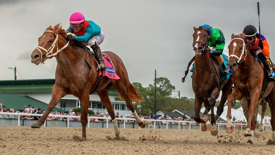 The Puma, Kentucky Derby, Tampa Bay Derby, Tampa Bay Downs, Javier Castellano, Gustavo Delgado, speed figure, pedigree, Essential Quality, Mage, Sam F. Davis Stakes, Blue Grass Stakes, Florida Derby, prep, horse racing, ABR