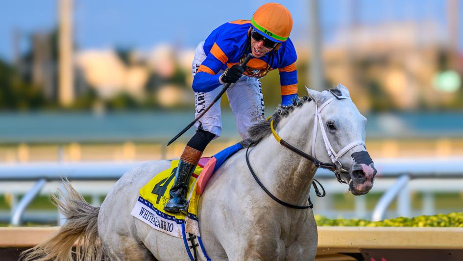 White Abarrio, retired, stallion, Gainesway, owner, Mark Cornett, career, racehorse, Pegasus World Cup, Breeders’ Cup Classic, Oaklawn Handicap, Whitney Stakes, Tapit, longevity, career, Florida Derby, horse racing, gray, ABR