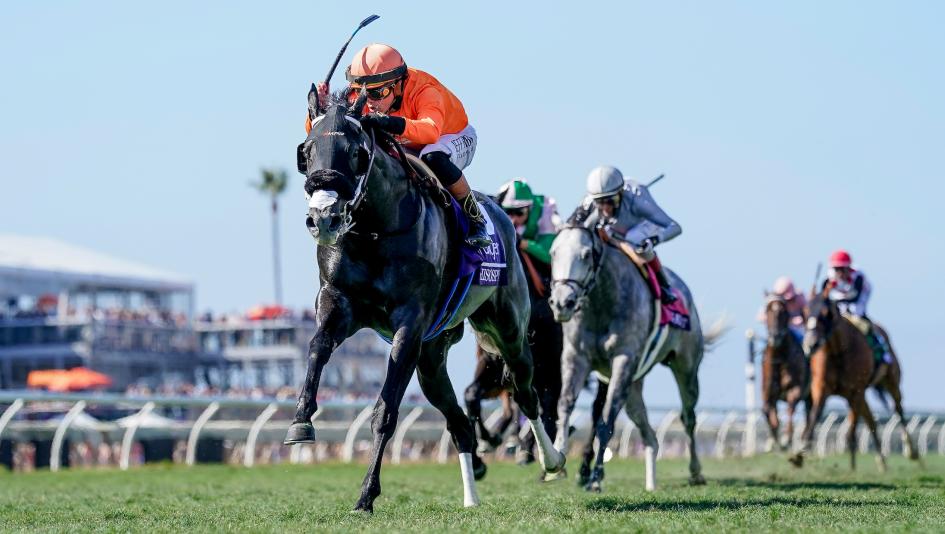 Breeders' Cup Turf Sprint Winner Shisospicy Bolsters Fasig-Tipton