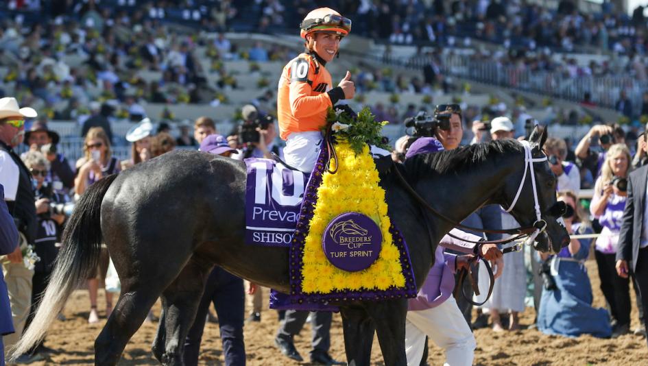 After Season of Setbacks, Shisospicy Targets a Repeat Win in Breeders' Cup Turf Sprint
