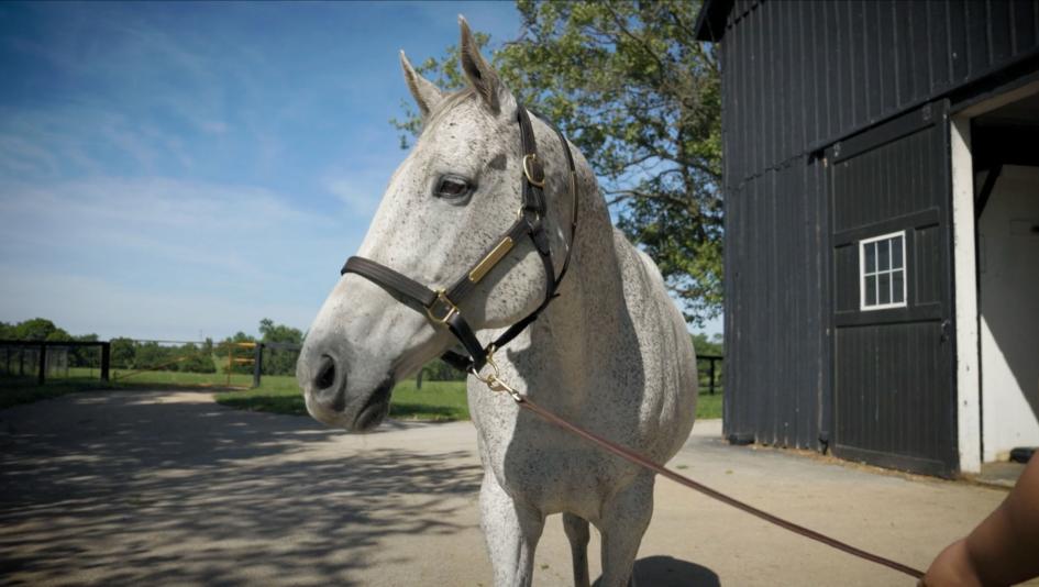 Meet Carrumba, the Mother of 2026 Kentucky Derby Winner Golden Tempo