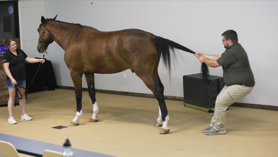 Exploring the Benefits of Equine Chiropractic Care 