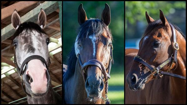 SLIDESHOW: Get to Know the 2026 Travers Stakes Contenders