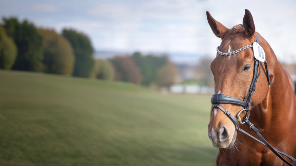 Thoroughbred Aftercare Alliance Success Stories: The Astral Rascal ...