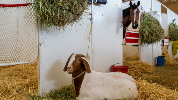 Goats and Horses: A Natural Pair at the Racetrack | America's Best Racing