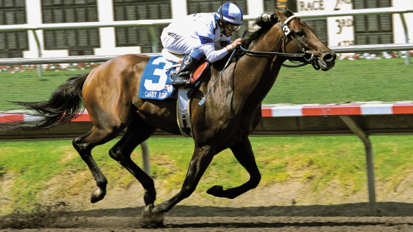 tvghorses