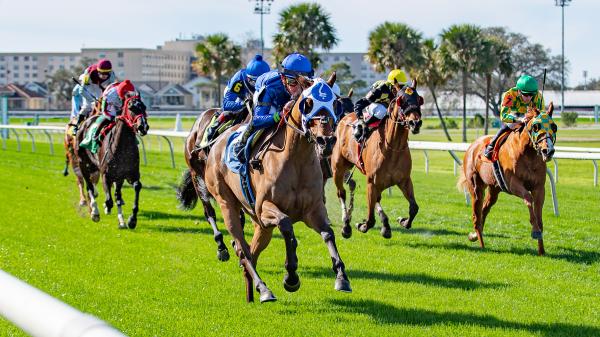 Upcoming Horse Racing Meets: Tampa Bay Downs & Fair Grounds Open in November 2023 - News Directory 3