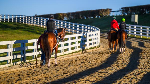 4 Favorites to Guess In opposition to in 2026 Breeders’ Cup