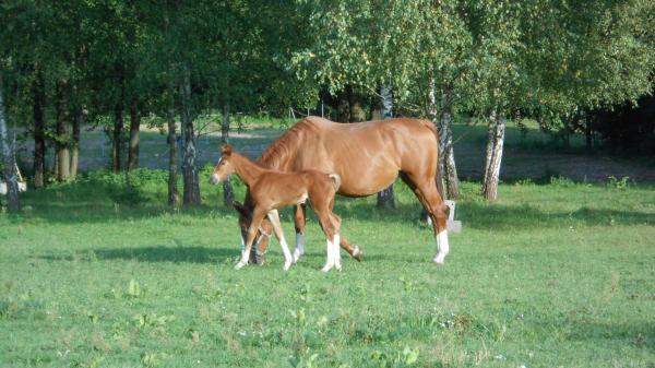 Cute Foals of the Week for March 15 - Vimarsana News