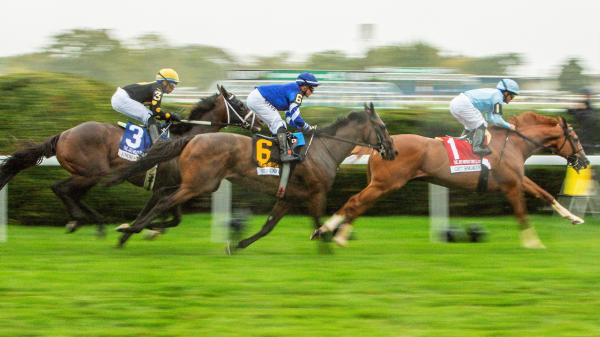 視聴場所: 競馬報道 11 月 7 日～11 月 10 日
