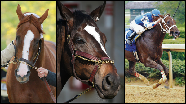 Eight from the First 18: The Most Popular Racehorses of This Century ...