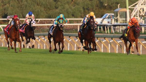 視聴・聴取場所: 9月11日～15日の競馬中継